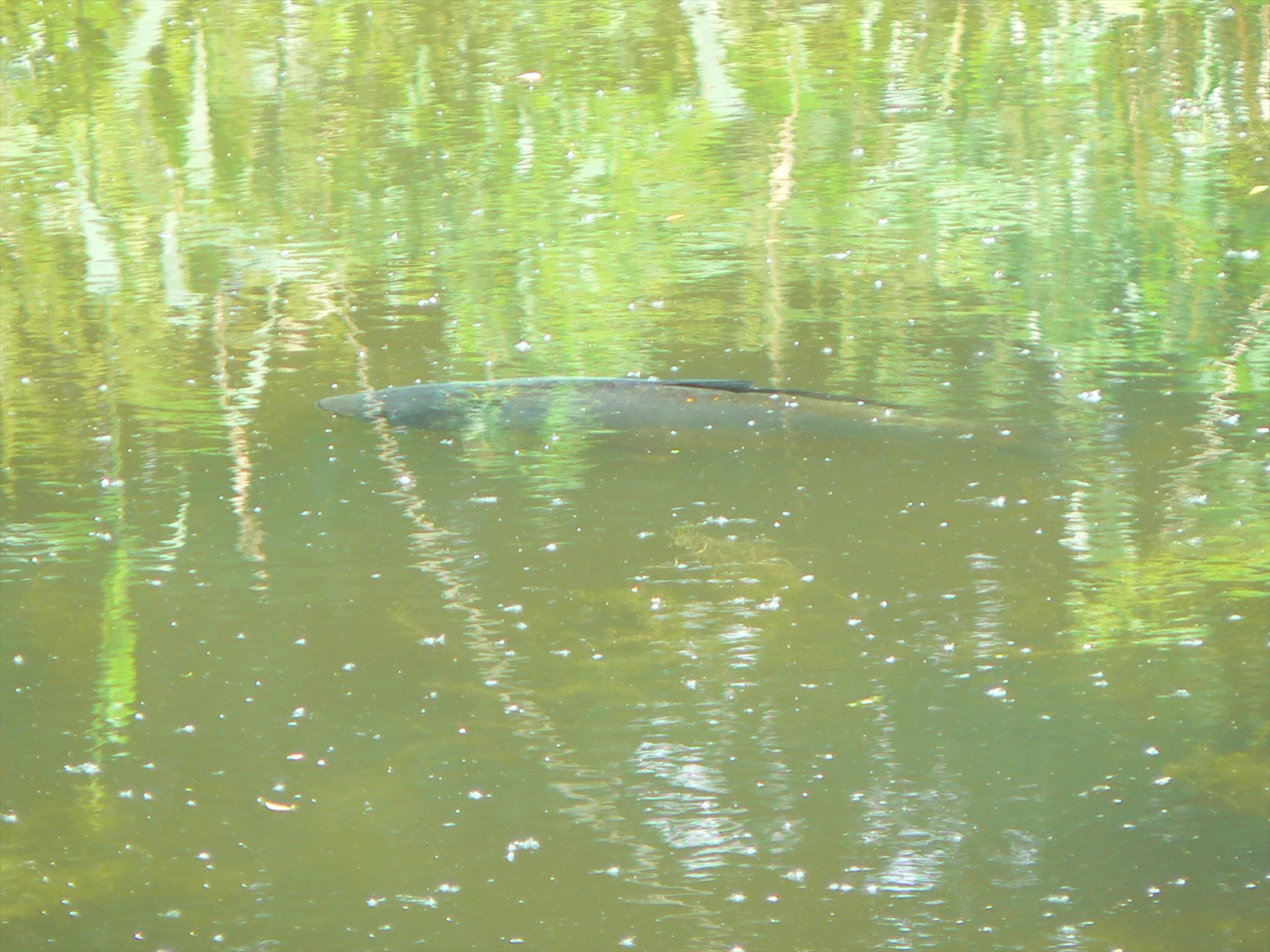 Crapi salbatici si alti pesti - p1030415.JPG